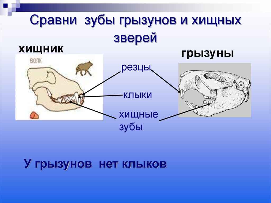 На фото описано сравнение зубов грызунов